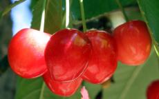 Merton Glory Cherry