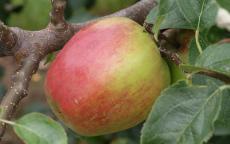 American Mother Apple