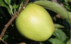 Mutsu Apple