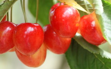 Grosse Lauermann's Kirsche Cherry