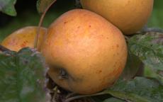 Norfolk Royal Russet Apple