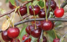 North Star Cherry