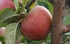 Peasgood's Nonsuch Apple