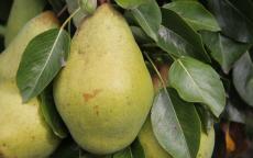Pitmaston Duchess Pear