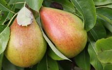 Princess Pear