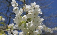 Prunus avium Flowering cherry