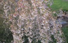 Pendula Flowering cherry