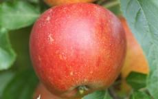 Cox Queen Apple