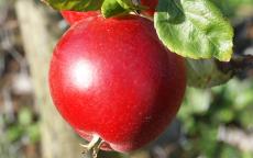 Red Devil Apple