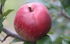 Redfield Apple