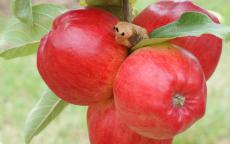 Redfree Apple