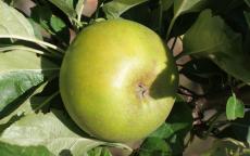 Reinette Clochard Apple