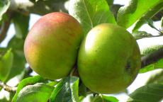 Reinette de France Apple