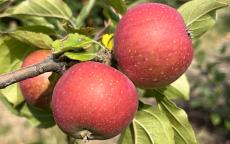 Reinette Rouge Etoilee Apple