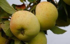 Reverend W Wilks Apple