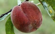 Rochester Peach / Nectarine