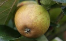 Rosemary Russet Apple
