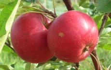 Rosette Apple