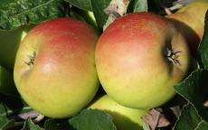 Roxbury Russet Apple