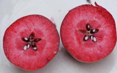 Scarlet Surprise Apple