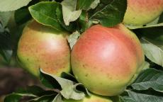 Scotch Dumpling Apple