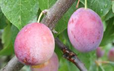 Seneca Plum
