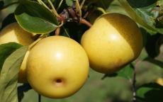 Shinseiki Pear