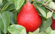 Red Clapp's Favorite Pear