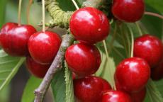 Sumtare Cherry