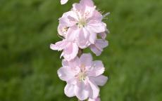 Terute-momo Flowering cherry