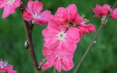 Terute-beni Flowering cherry