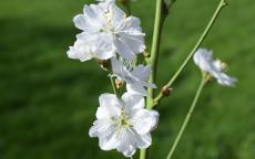 Terute-shiro Flowering cherry