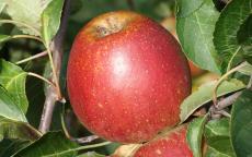 Tydeman's Late Orange Apple