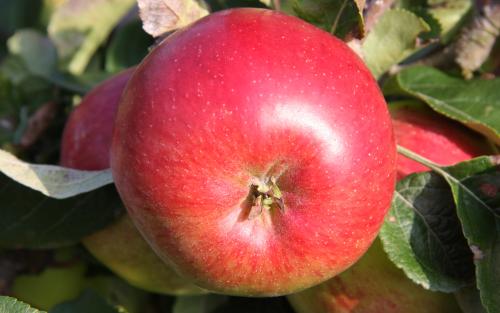 Apple Varieties - USApple