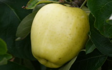 White Transparent Apple