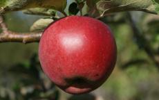 William Crump Apple