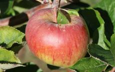 Winesap 