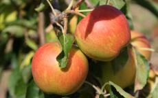 Winter Gem Apple