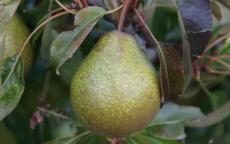Winter Nelis Pear