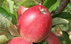 Worcester Pearmain Apple