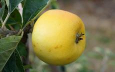 Yellow Ingestrie Apple