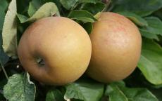 Zabergau Reinette Apple