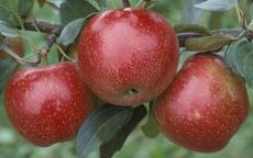 Zestar! Apple
