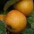 Photo of Norfolk Royal Russet apple