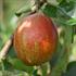 Photo of Rubinette Rosso® apple