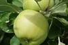 Photo of Pott's Seedling apple