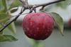 Photo of Almata apple