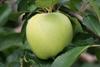 Photo of Lodi apple