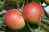 Photo of Braeburn apple