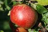 Photo of Cellini apple